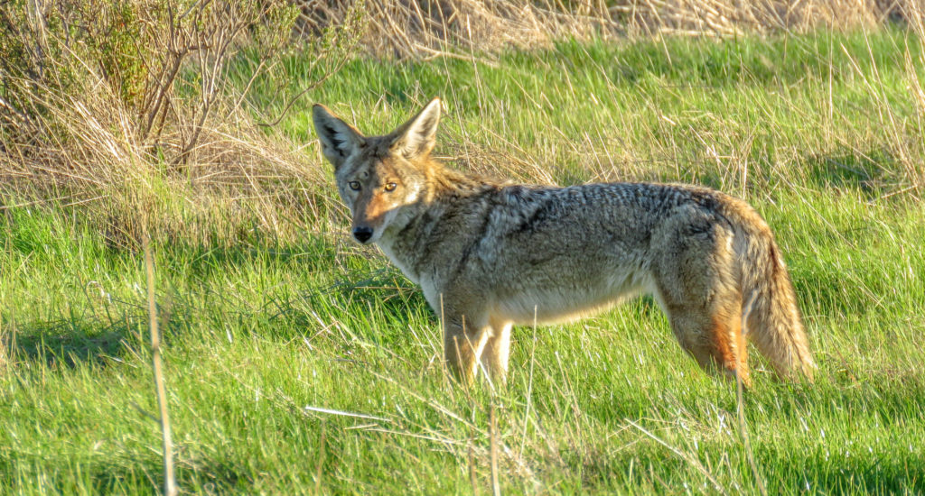 Wild Preserve: Coyotes, It’s a Family Affair
