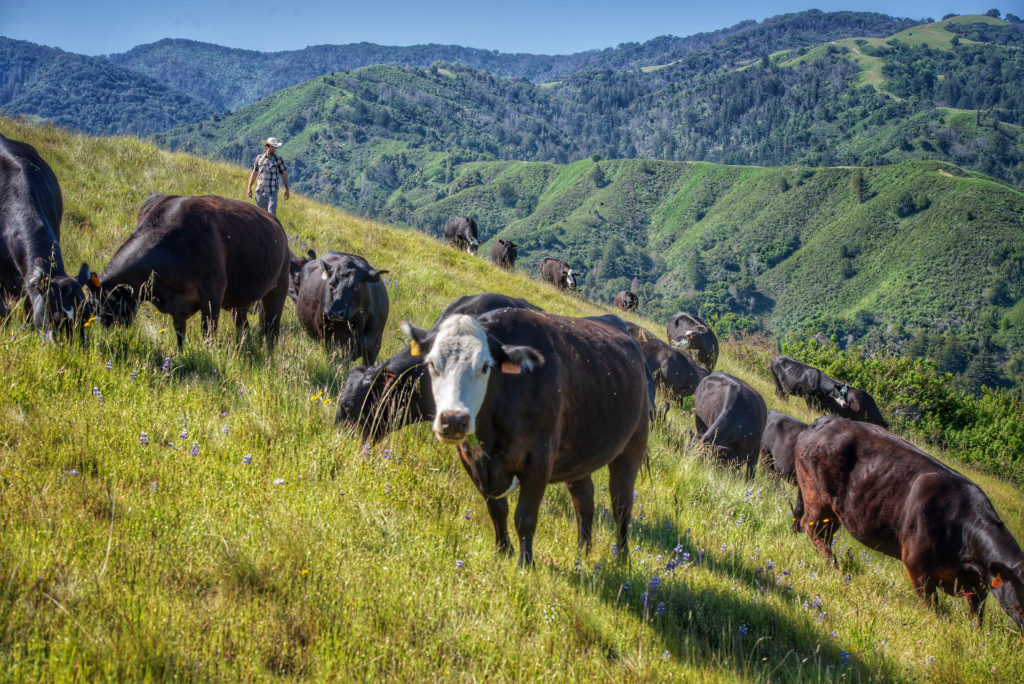 Grasslands, Explained: Serenading Santa Lucia Cattle