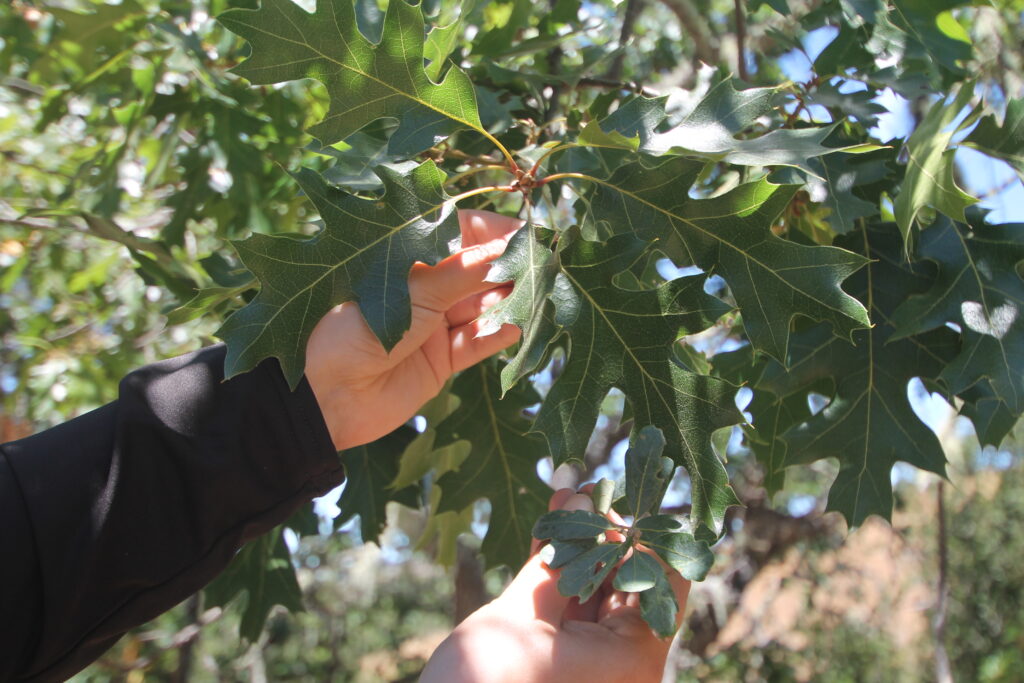 How to Identify 5 Oak Species on the Santa Lucia Preserve
