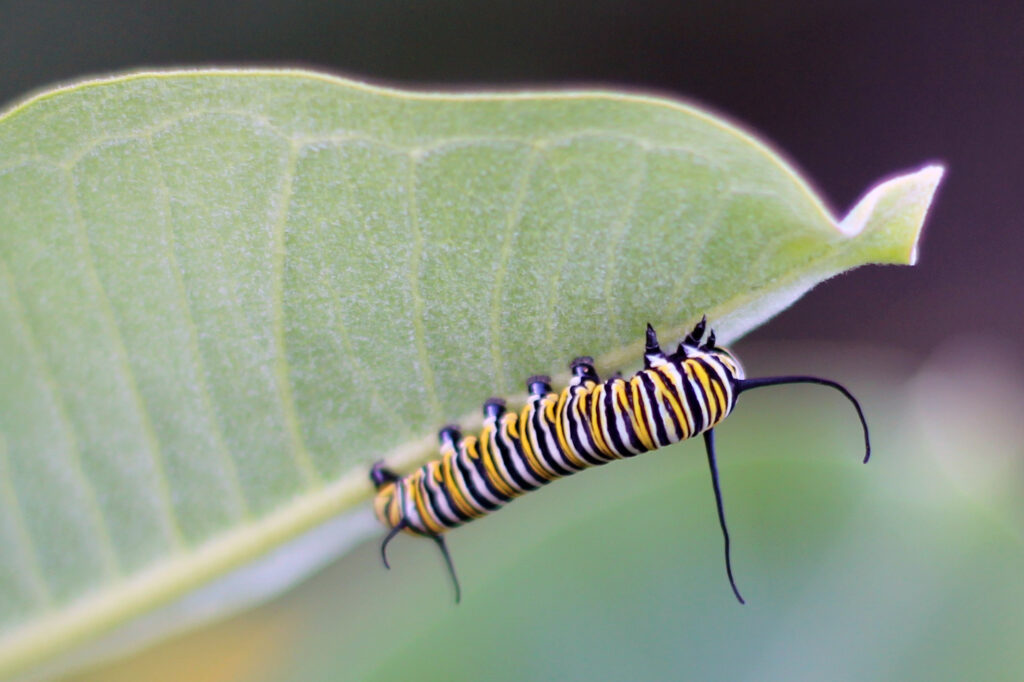 How to Attract Monarch Butterflies to Your Garden