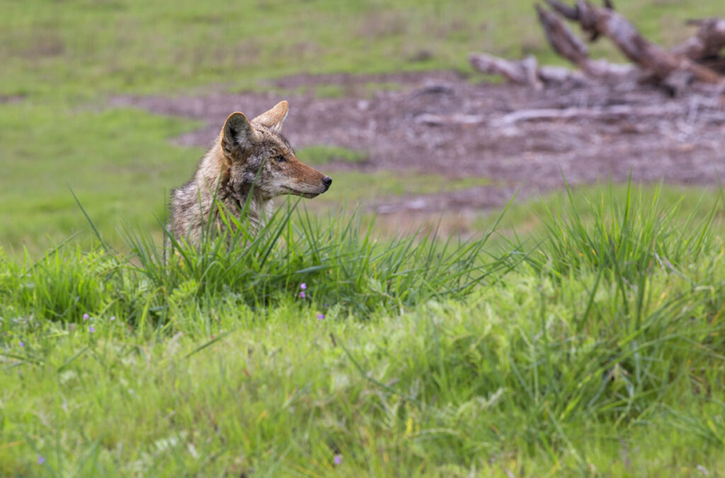 It’s Coyote Denning Season on The Central Coast