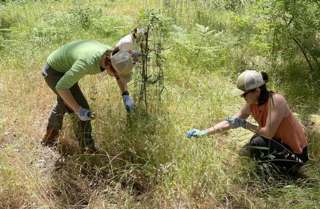 Field Notes: Highlights from the 2022 Seasonal Restoration Crew