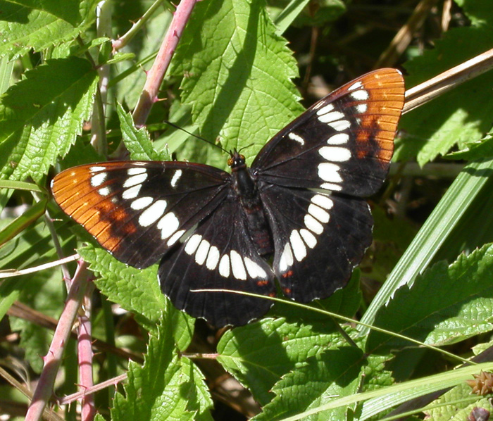 10 Common Butterflies on The Santa Lucia Preserve