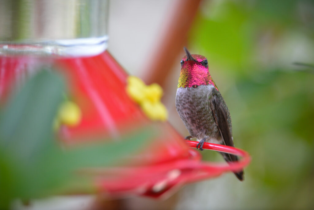How to Prevent Birds from Striking your Windows