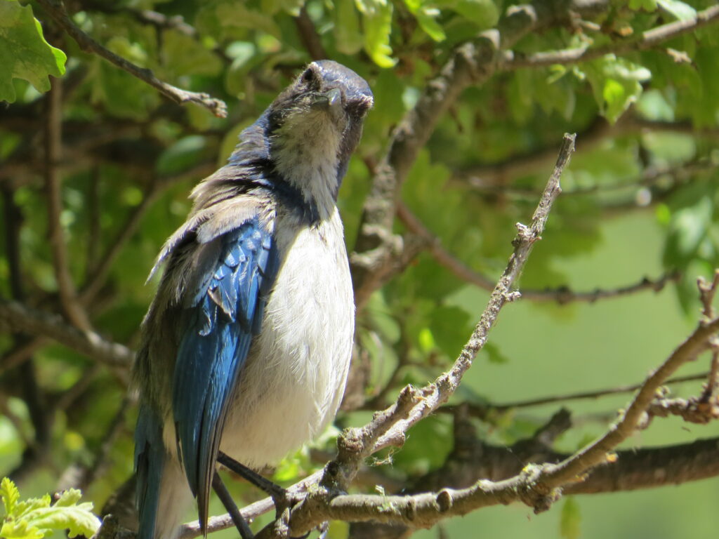 9 Common Birds in the Santa Lucia Mountains