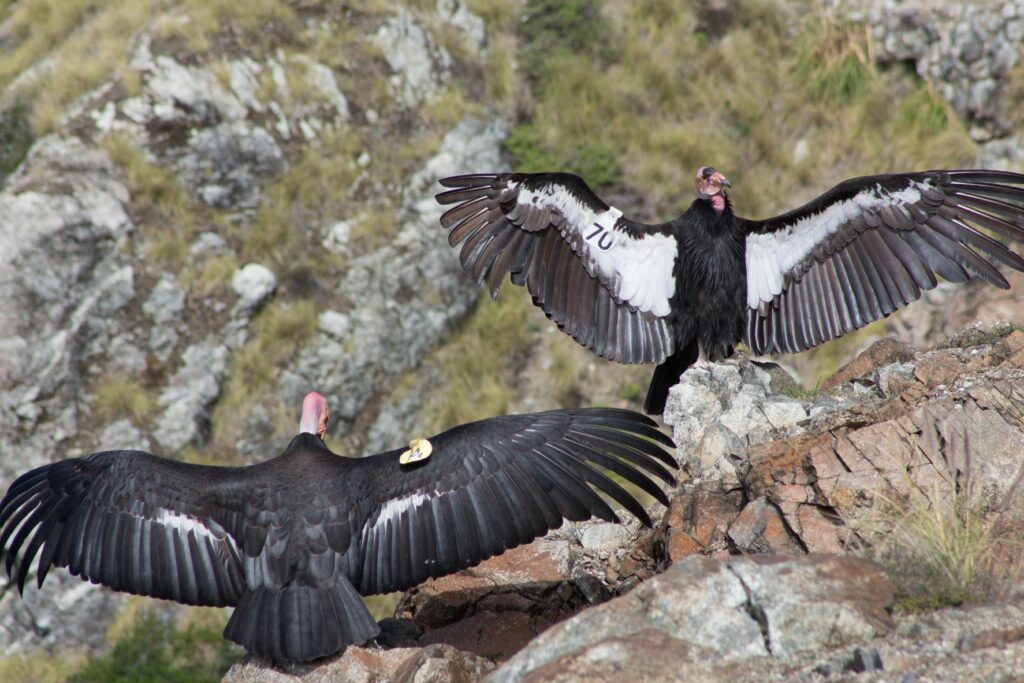 California Condors Tracked Soaring Over The Preserve