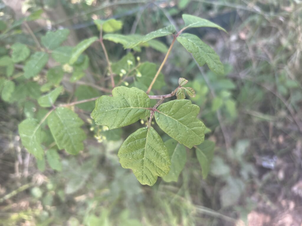 How to Identify Poison Oak Throughout its Life Cycle
