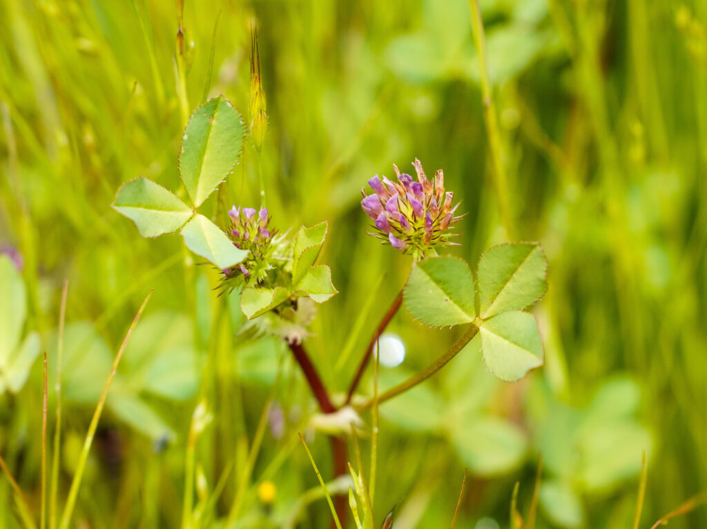 California Clovers: Unsung Heroes of the Meadow