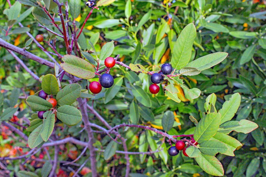 Red and purple coffeeberries, with smooth skins, are set against the shrub's narrow, feather-like green leaves.