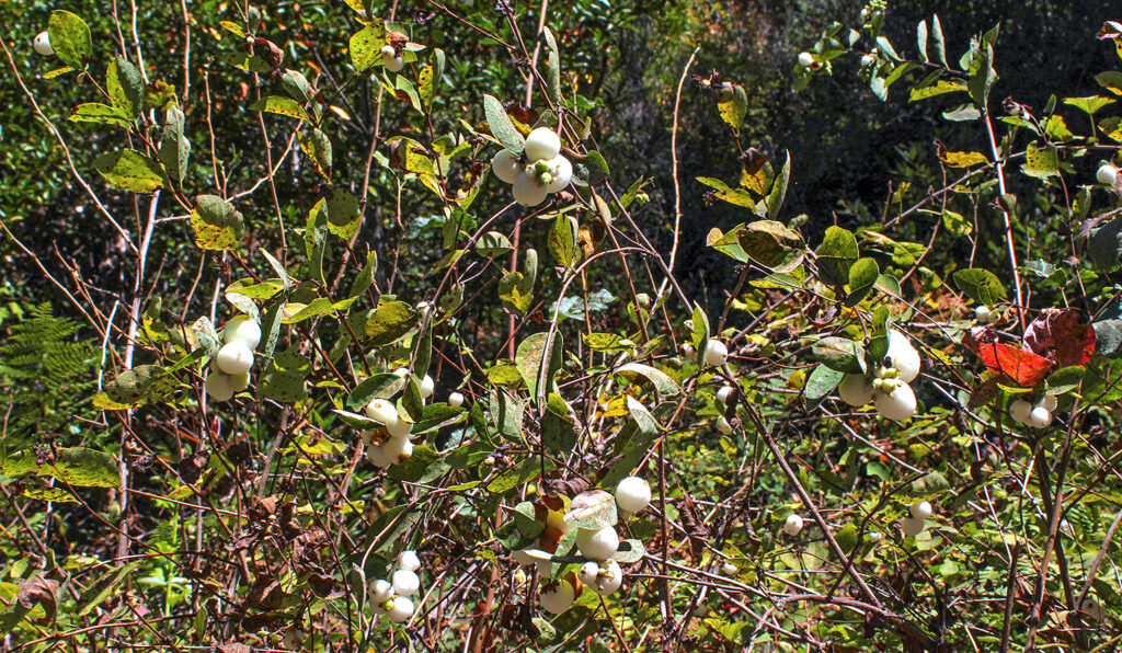 White snowberries hang in groups of two or three on the bush.