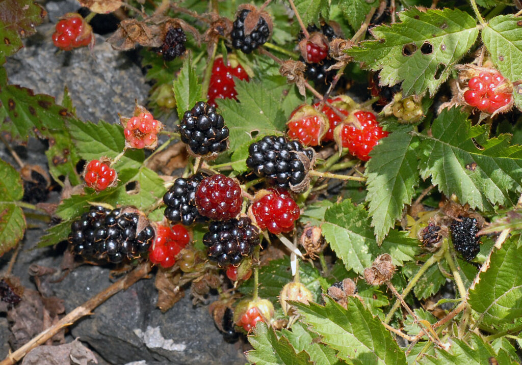 Resembling raspberries or blackberries, a dozen small fruits are ripening along their stems, with green leaves in the background