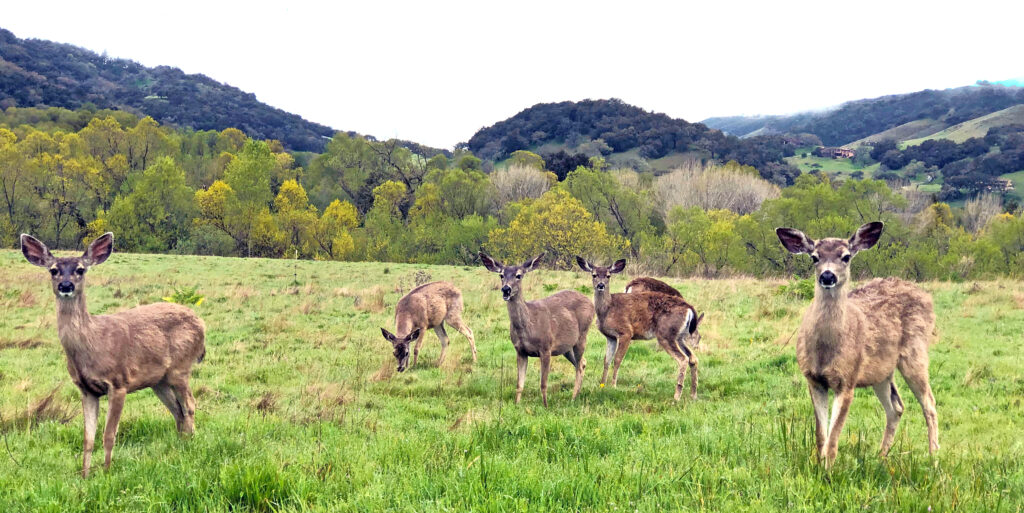 In a grassy green meadow, several mule deer stand at attention facing the camera.