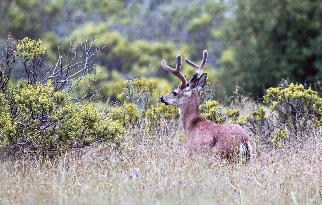 A mule deer buck stands in profile in tall grass.