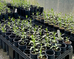 In a greenhouse, rows of 1-quart containers contain milkweed seedlings.