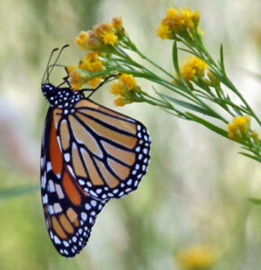 An adult monarch with wings nearly closed hangs from a stalk of yellow flowers.